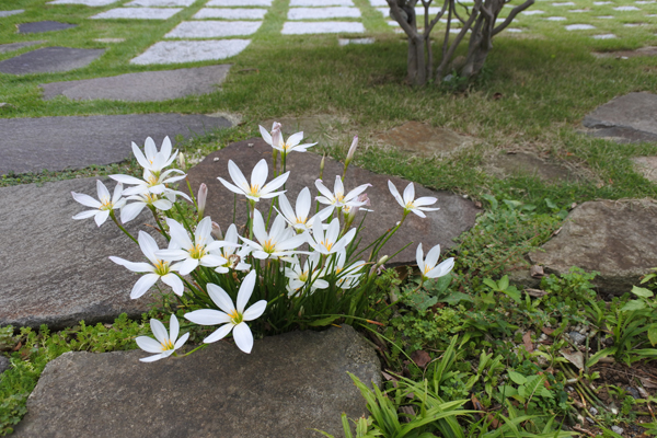 夏の終わりの白い花｜小林賢二の庭百景｜つむじ