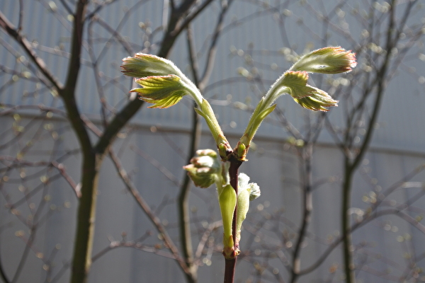 コハウチワカエデとアセビの共生株。 コハウチワカエデとシャリンバイ