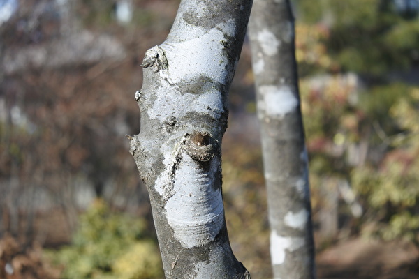 アオダモの幹肌は牛っぽい？｜小林賢二の庭百景｜つむじ