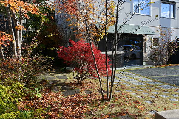 容姿淡麗。。特大天然ドウダンツツジ。 ドウダンツツジを撮りたくなる