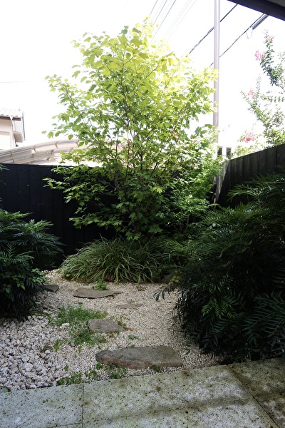 シロモジ｜小林賢二の庭百景｜つむじ